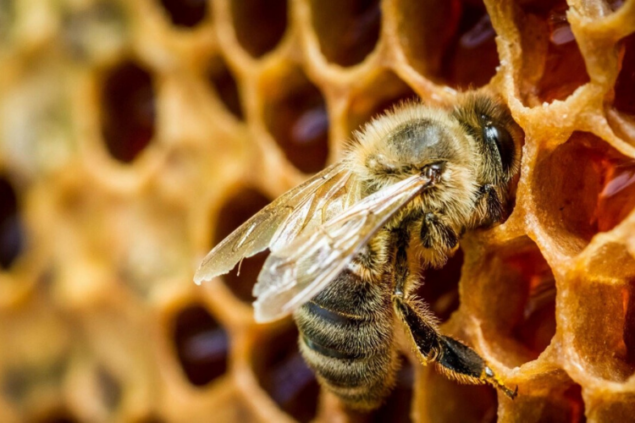 Уряд виділив 1 млрд на підтримку тваринництва і бджільництва