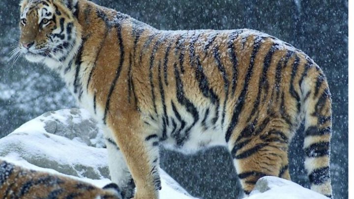 Высокопоставленного чиновника в Приморье проверяют на убийство амурского тигра