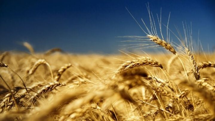 Україна домовились з Польшею про спрощення експорту зерна