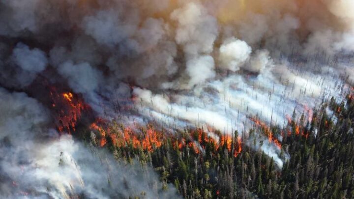 В России стремительно растет площадь лесных пожаров