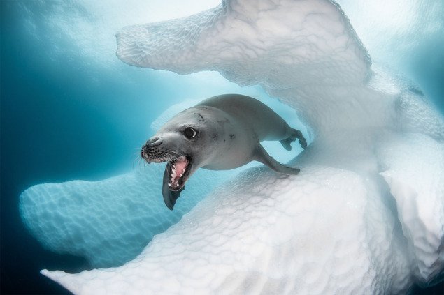 Неймовірні фото з «Конкурсу Арт Дослідженнь Глибин Океанічного Життя» 2019