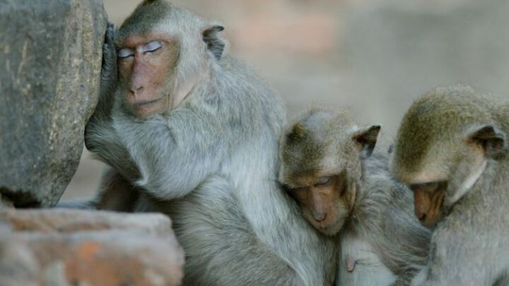 В Індії грабіжники натренували домашніх мавп обкрадати перехожих