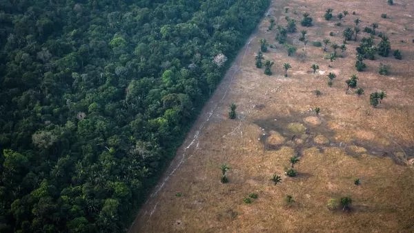 Мировые лидеры обещают положить конец вырубке лесов к 2030 году